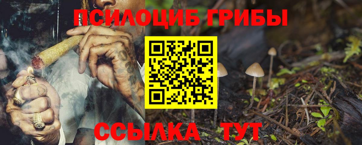 Заволжье  Псилоцибиновые грибы MAGIC MUSHROOMS  Вход с VPN 